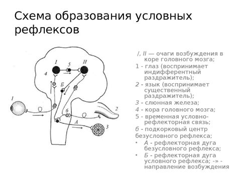 Автоматические реакции организма: безусловный рефлекс