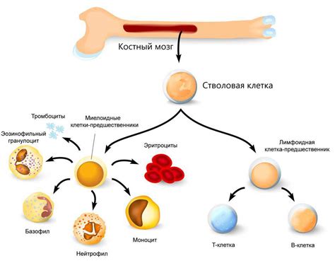 Адаптация новых клеток костного мозга: процесс и изменения