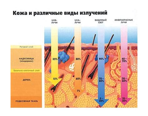 Активные компоненты зинеридерма и их воздействие на кожу