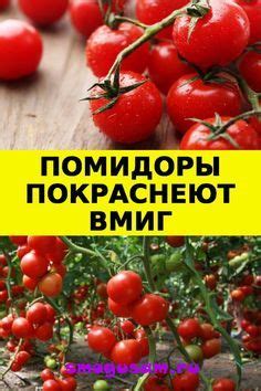 Альтернативные подходы к уходу за огородом без применения химических средств