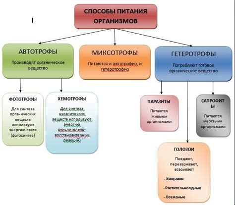 Альтернативные способы питания перед лабораторными исследованиями у домашних питомцев 