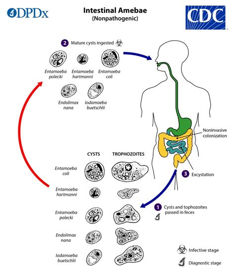 Альтернативы для лечения инфекции Entamoeba coli у детей