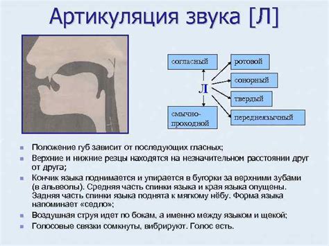 Анализ артикуляции звука "л"