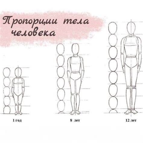 Анализ пропорций различных частей тела: отличия и их смысл