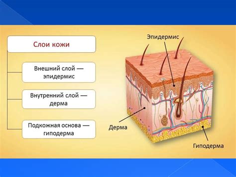 Анализ структуры и текстуры кожи