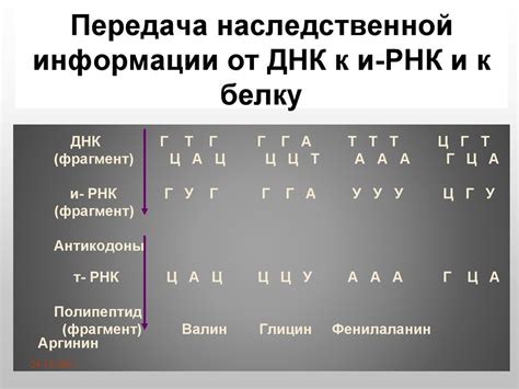 Анализ функциональных участков генетической информации в ИРНК