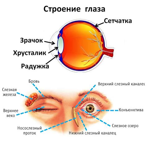 Анатомические особенности глаза и их влияние