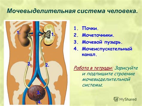 Анатомические особенности системы выведения мочи: важность знания и понимания