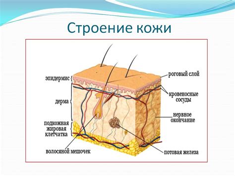 Анатомические структуры левого паха: кожа, подкожная клетчатка, мышцы