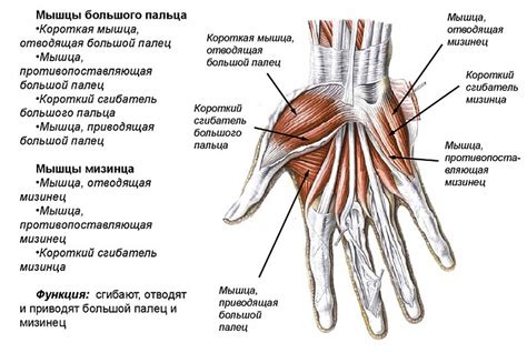 Анатомия и строение САПИ пальма