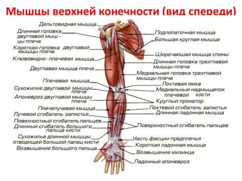 Анатомия и физиология верхней конечности