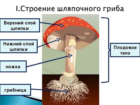 Анатомия и функции частей тела грибов третьего класса: изгибы и роли