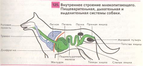 Анатомия пищеварительной системы собаки: основные органы и их функции