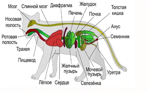 Анатомия представителей третьего класса мира животных: органы и их состав