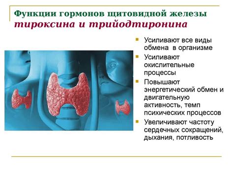 Аномалии в функционировании щитовидной железы и их влияние на организм