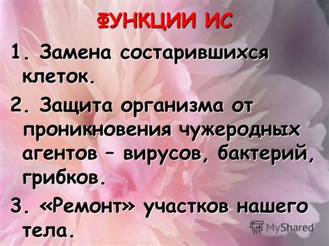 Антимикробные свойства цикория: защита организма от бактерий и вирусов