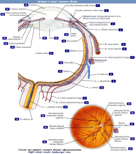 Артерии глазного яблока