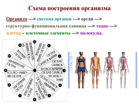 Биологическая сущность человека: анатомия и физиологические особенности