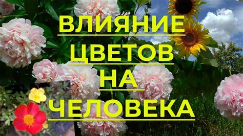 Благотворное воздействие удобрений на здоровье цэрушей