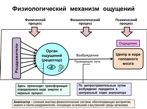 Болевые ощущения и их характеристики