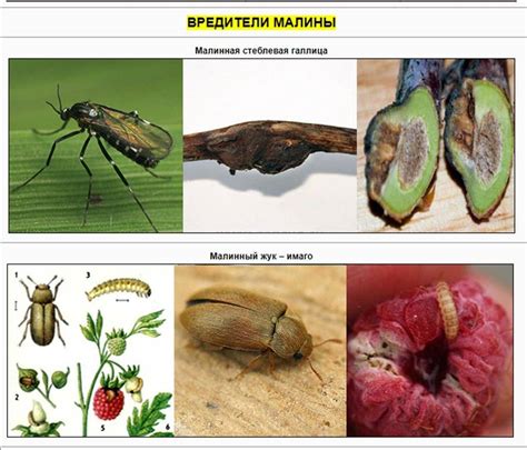 Болезни и вредители: эффективные меры профилактики и контроля