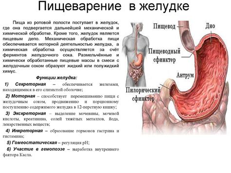 Болезни пищеварительной системы