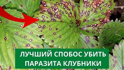 Борьба с нежелательными насекомыми на клубнике: эффективные методы и рекомендации