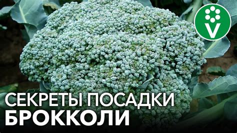 Брокколи: идеальный выбор для посадки в полутени