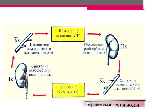 Важность вазопрессина в поддержании равновесия воды и электролитов