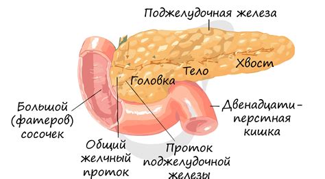 Важность головки поджелудочной железы в организме человека