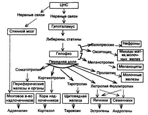 Важность гормонов в регуляции эмоционального состояния