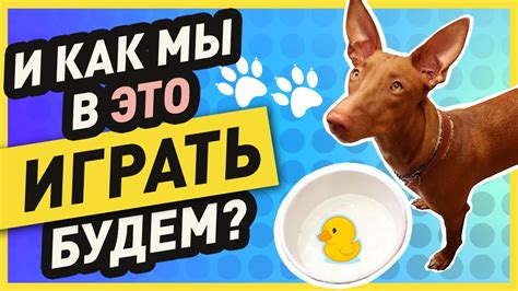 Важность занятий и игр для развития домашних питомцев