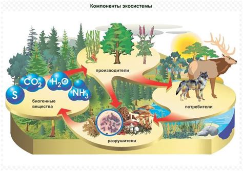 Важность зеленых организмов для экосистемы и человека