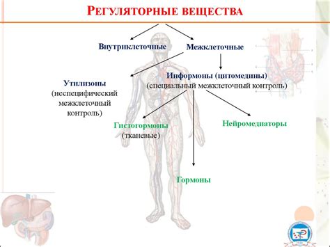 Важность микроцитоза в ослаблении защитных функций организма