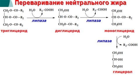 Важность нейтрального жира и его воздействие на организм детей