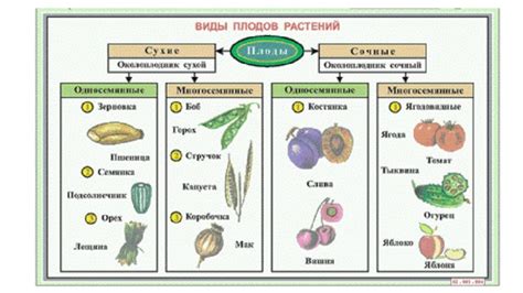 Важность освещения в процессе развития плодов древовидных культур