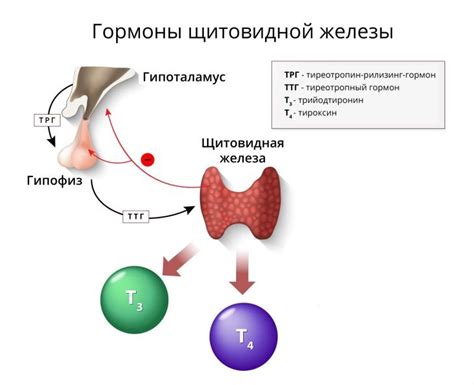 Важность постоянства и постепенности в тренировках ТТГ