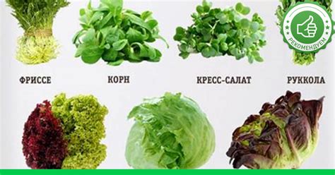 Важность регулирования влажности при сохранении зелени для салата