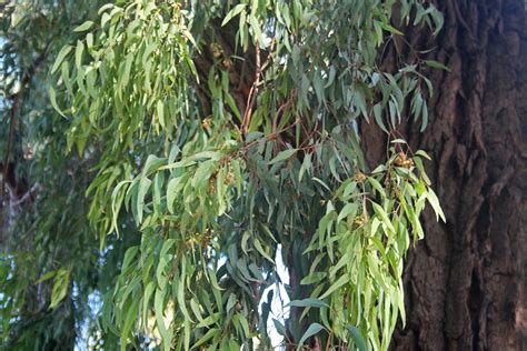 Важность регулярного подрезания дерева эвкалипта
