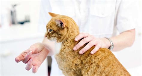 Важность регулярных посещений ветеринара для кошек, страдающих от проблем с функцией почек