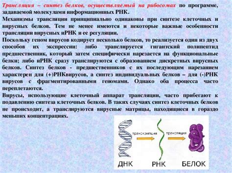 Важность рибосомальной трансляции в процессе формирования вирусных белков