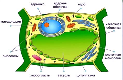 Важность центральной структуры клетки растений