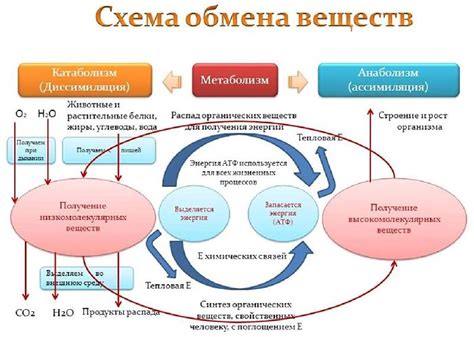 Важность цианокобаламина для обмена веществ