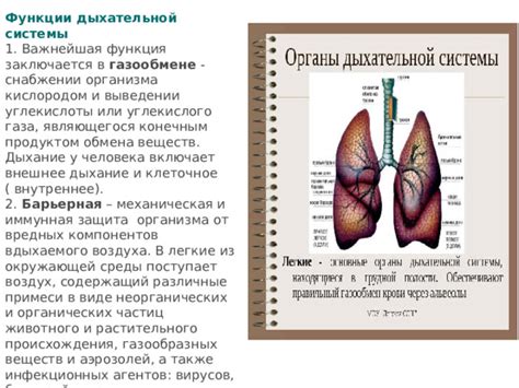 Важные аспекты при восстановлении дыхательной функции от углекислого газа