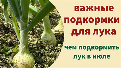 Важные аспекты ухода за луком на двух уровнях: семь полезных подсказок