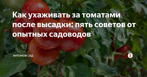 Важные аспекты ухода за рябиной после удобрения: советы от опытных садоводов