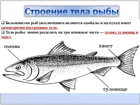 Важные свойства мясных и рыбных продуктов: богатство белком и другими необходимыми питательными веществами