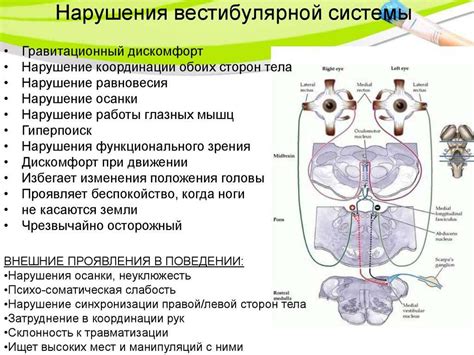 Вестибулярные нарушения и их влияние на ощущение шатания головы