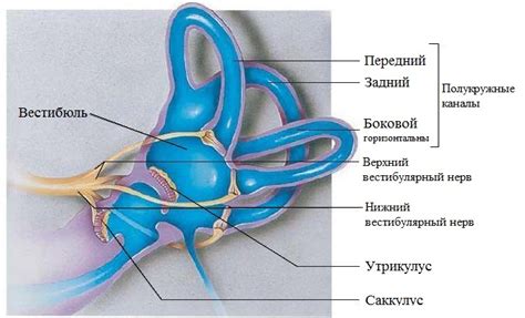Вестибулярный аппарат и головокружение