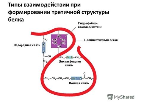 Взаимодействие боковых цепей аминокислот при формировании вторичной структуры белка